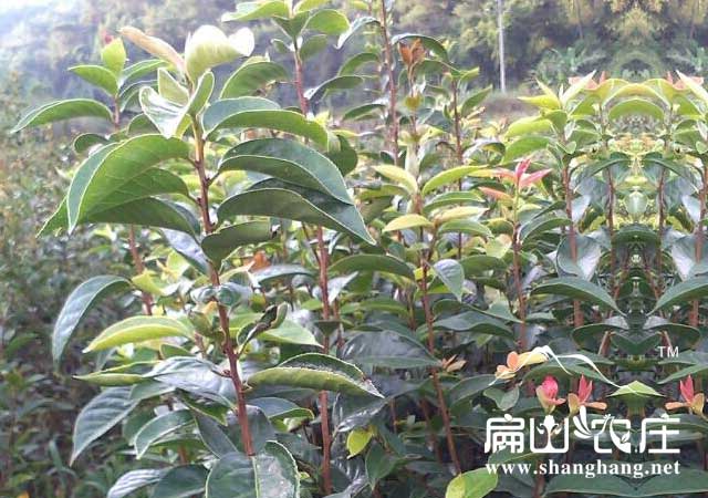 紅果油茶苗批發