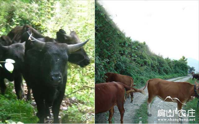 福建龍岩上杭膘肉牛