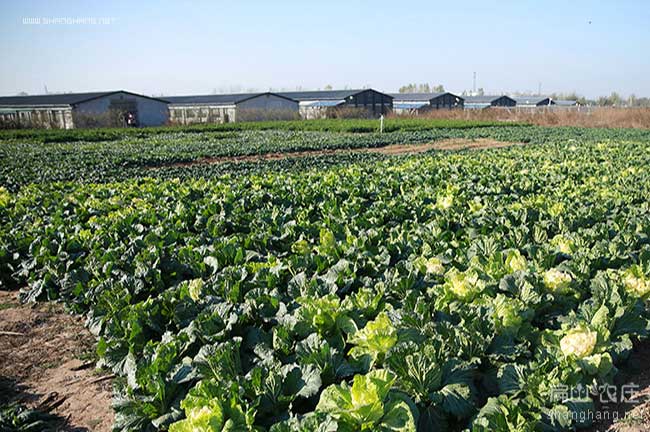 中國野雞（jī）養殖基地