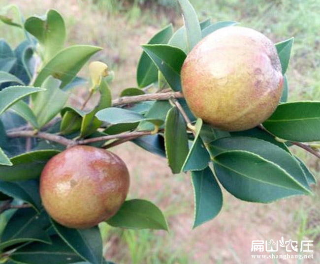 龍岩紅色大（dà）果油茶苗（miáo）木基地