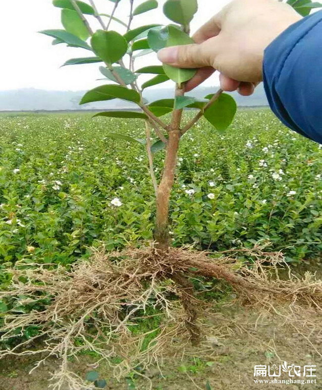 廣西3號油茶苗