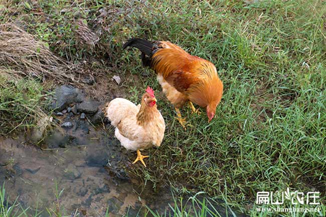 長汀河田雞養（yǎng）殖（zhí）基地