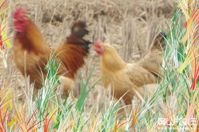 三明土雞（jī）飼料供應