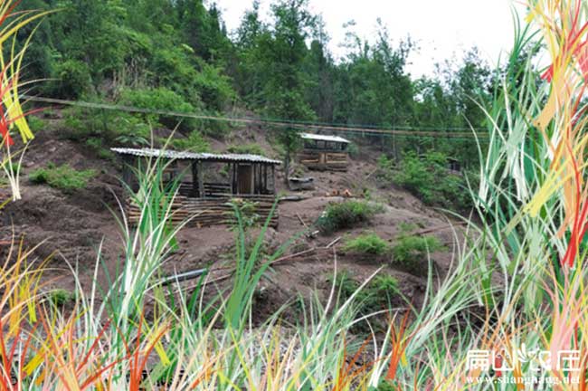 莆田土雞苗孵化基地