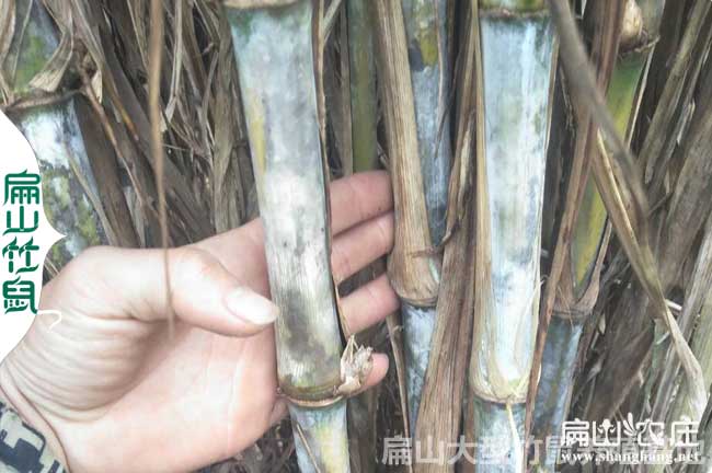 竹鼠運（yùn）輸放黃（huáng）竹草