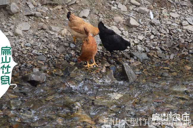 南（nán）安五黑綠殼（ké）脫（tuō）溫雞苗南安孵化基地