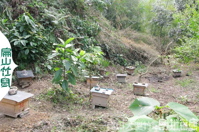 漳平大中的蜜蜂養殖基（jī）地