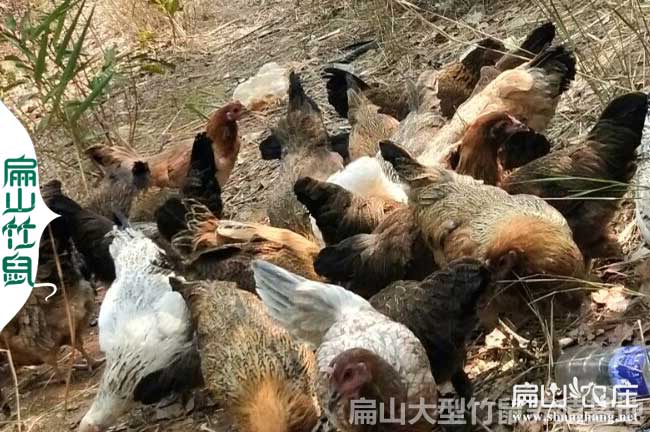 廈門七彩山雞養殖基地