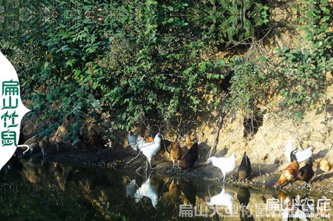 農村養殖（zhí）土雞創業