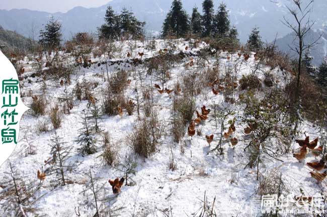 桂林生態土（tǔ）雞養殖基地