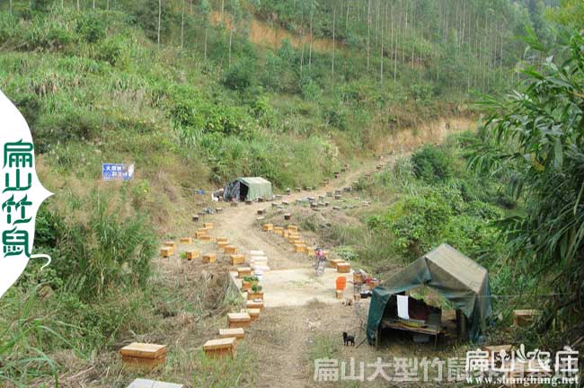 福建扁山竹鼠養殖基地小路