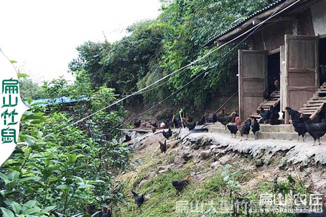 廈門果園土雞養殖基（jī）地