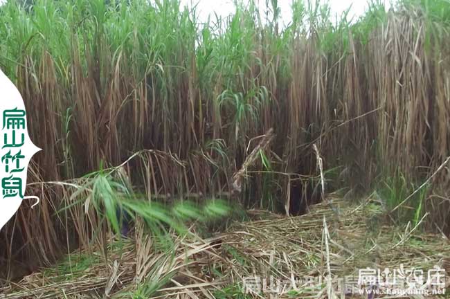 攀枝花（huā）竹鼠養殖場