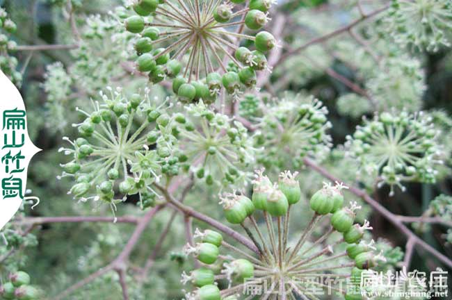 鴨腳（jiǎo）木花果