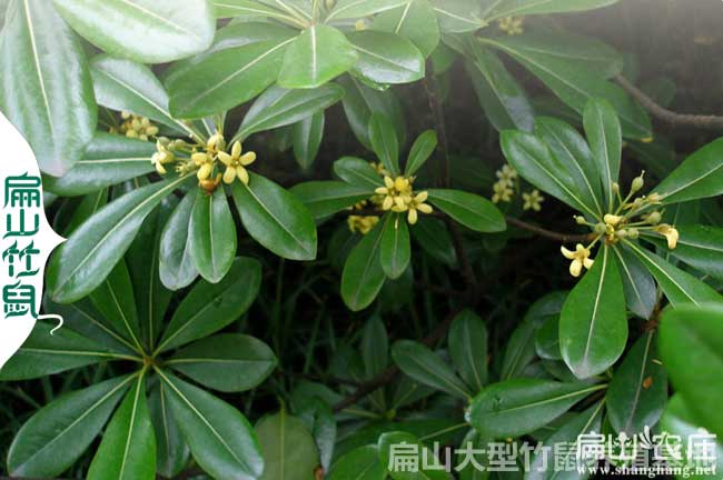 株洲鴨腳木種（zhǒng）植基地（dì）