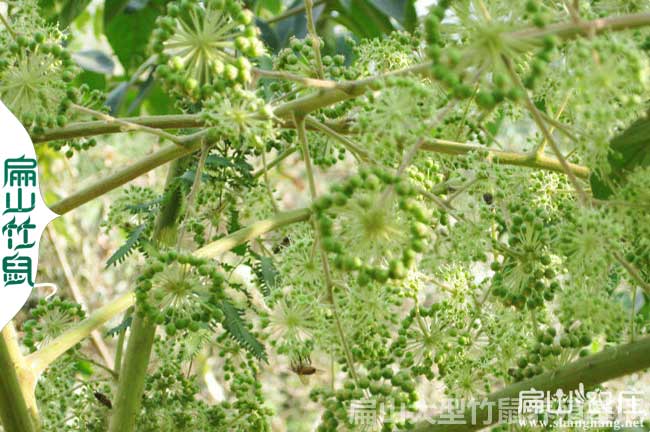 攀（pān）枝花鴨架木種植