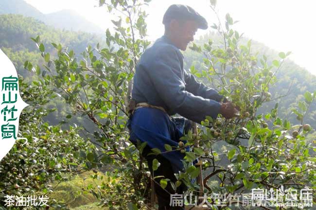 南寧大中（zhōng）的油茶種植基地