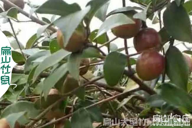 桂林油茶種植合作社