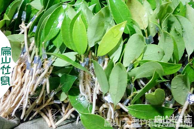 靈山嫁接油茶羈