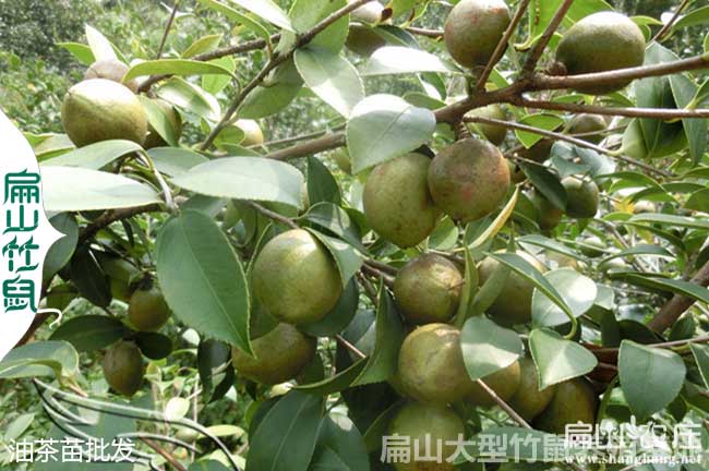 油（yóu）茶種植的修剪方法