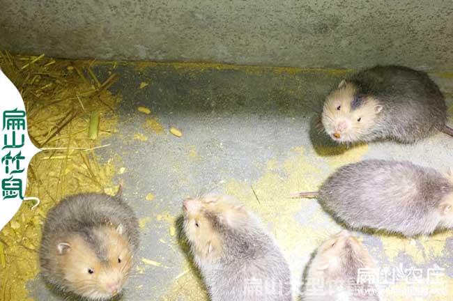 梧州肉兔竹鼠種養（yǎng）殖基地