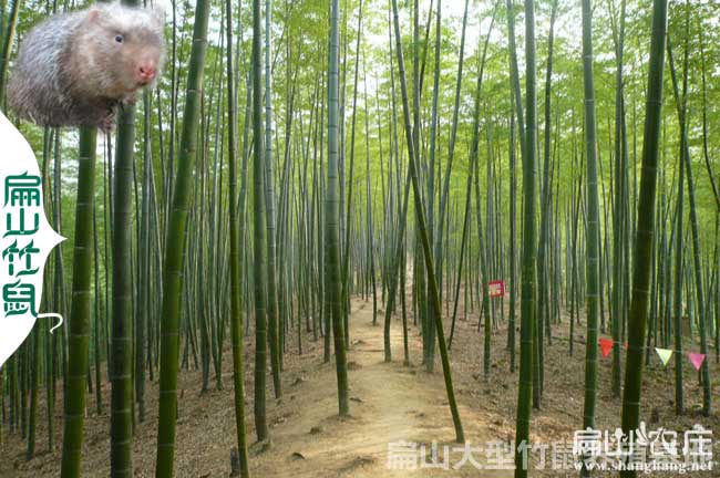 竹鼠腸炎用藥配方