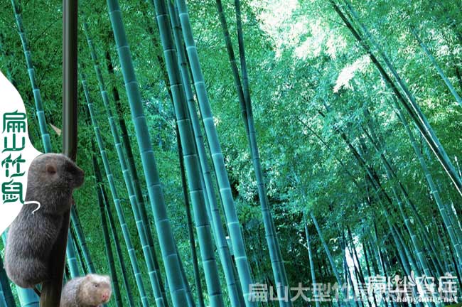 80對欽州靈（líng）山紅頰竹鼠養殖基地 廣西白毛竹鼠種苗場890元