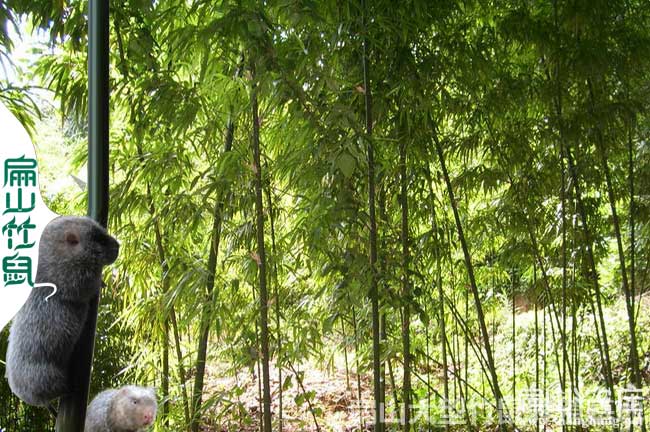 昭平竹鼠養殖基地