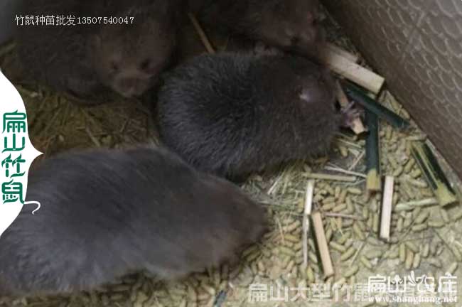 ZS山東紅頰竹鼠養殖菏澤種（zhǒng）苗基地  威海豚鼠竹鼠野兔（tù）186對