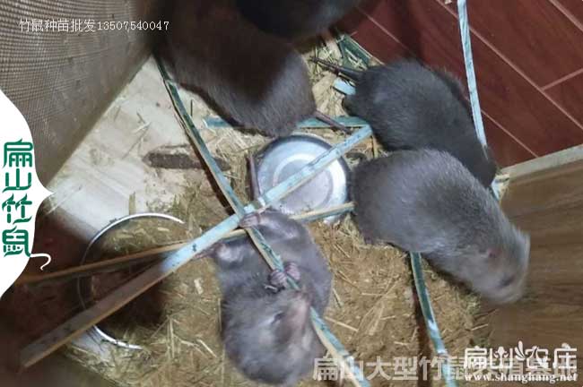 長沙花兔（tù）竹鼠養殖場