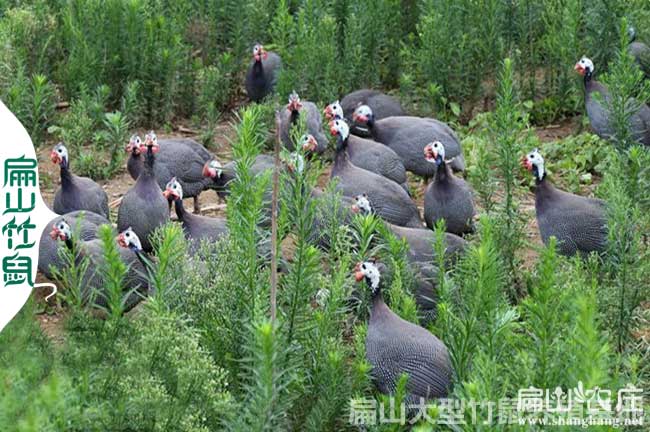 南平散養（yǎng）土（tǔ）雞養殖基地