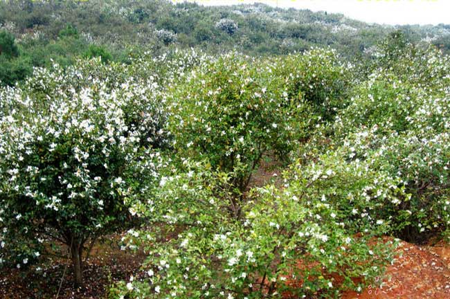 Gongcheng恭城萬畝油（yóu）茶苗基地 茶籽回收（shōu）茶樹山茶（chá）油批發-扁山兔業