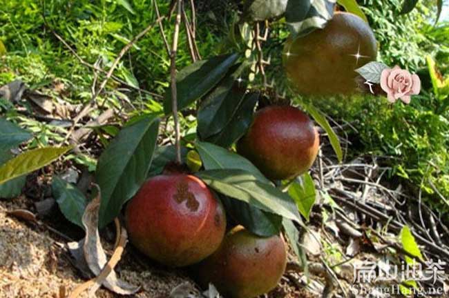 油茶產油量（liàng）說明