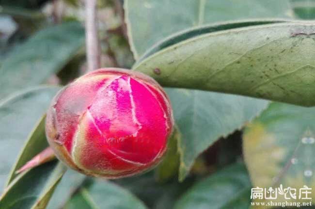 浙江大中紅花油茶苗（miáo）基地