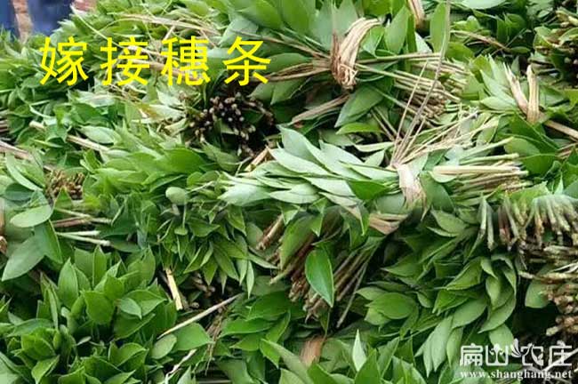 油茶苗嫁接穗條