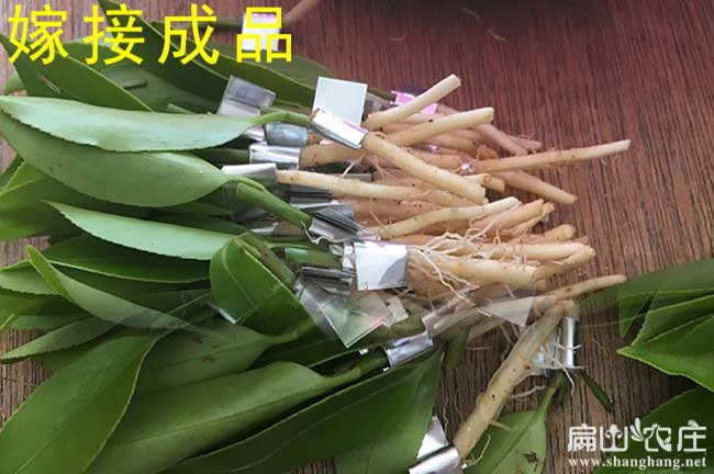 嫁接油茶（chá）苗成品