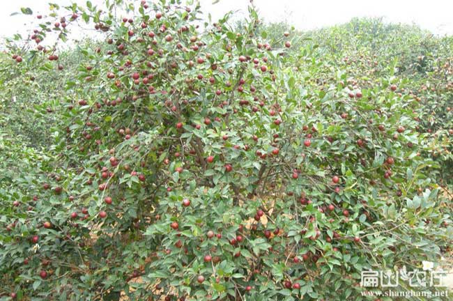 中（zhōng）國豐產的油（yóu）茶苗基地