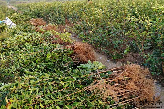 中國（guó）大（dà）中的油茶基地