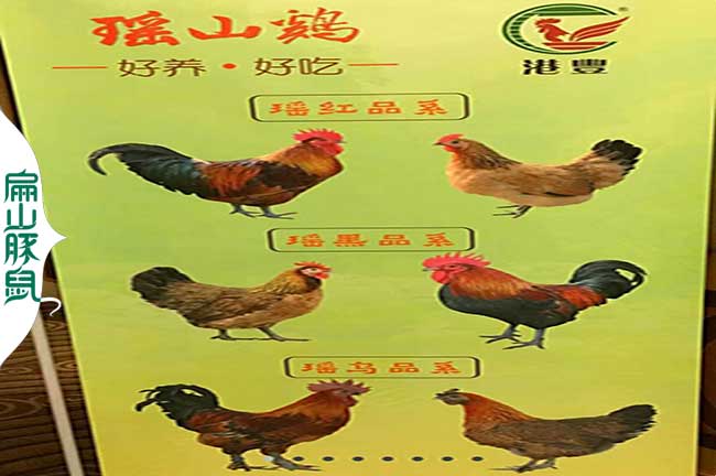 港豐（fēng）瑤山雞品種（zhǒng）.jpg