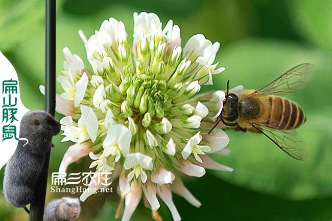 蜜（mì）蜂（fēng）秋季（jì）的飼養管理