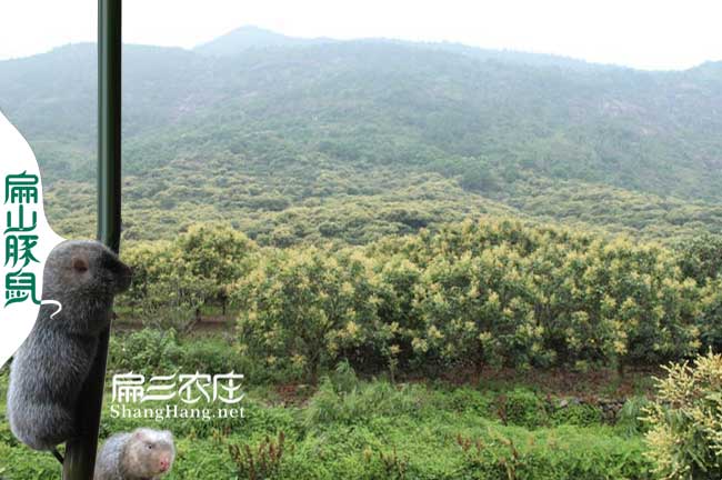 福建蜜蜂養殖技術培訓