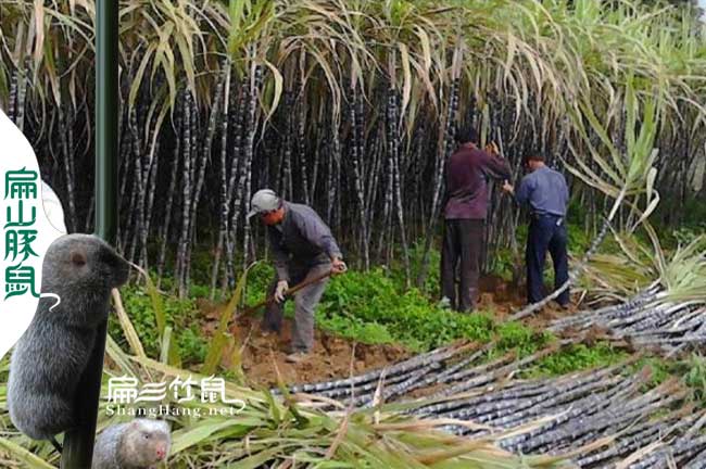 濠江花兔竹鼠种苗