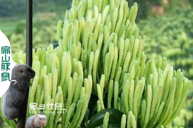 龍岩預防（fáng）竹鼠腸炎中藥金銀花（huā）