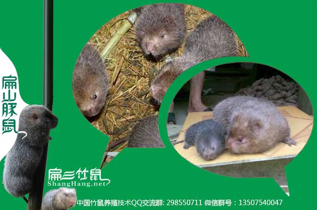 竹（zhú）鼠飼料微信群