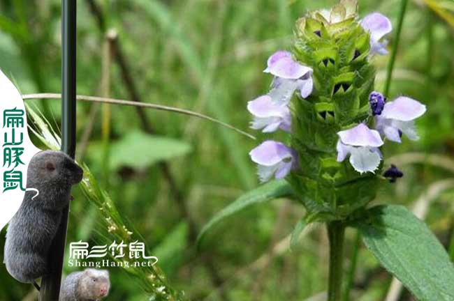 興安竹鼠基地