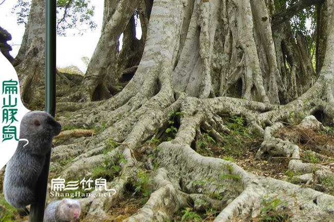 竹鼠吃榕树