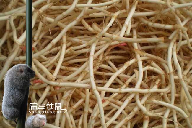 浙江竹鼠腸（cháng）炎中藥喂魚腥草