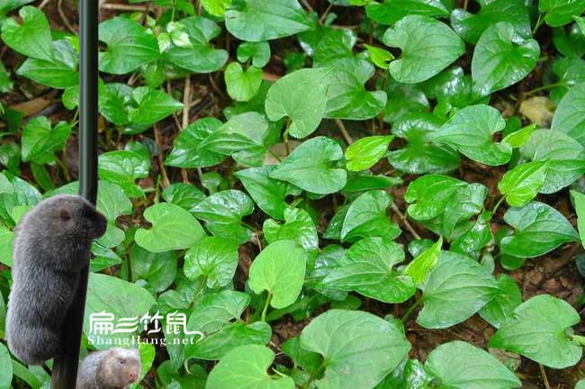 竹鼠大（dà）腸杆菌中藥治療