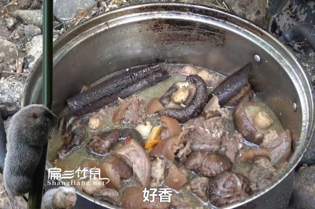 墨江竹（zhú）鼠養殖