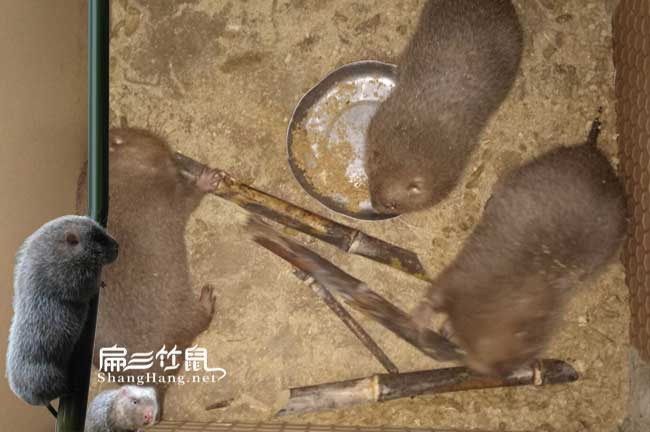 雲南中華竹鼠養殖場